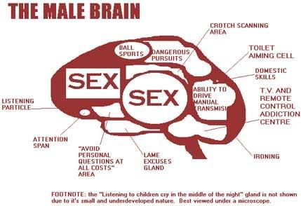 Male brain Pictures, Images and Photos