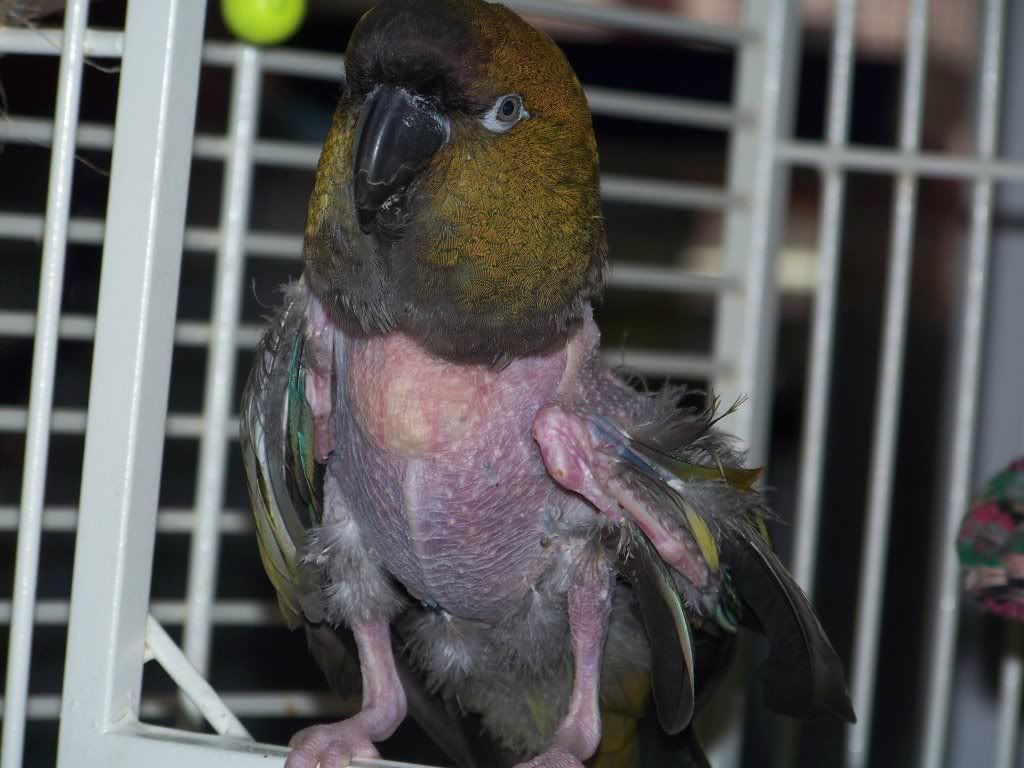 Get Patagonian Conure Price Gif