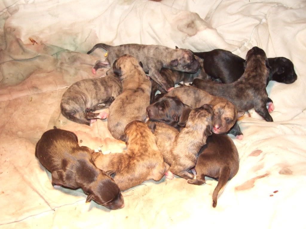 pups24hrs001.jpg