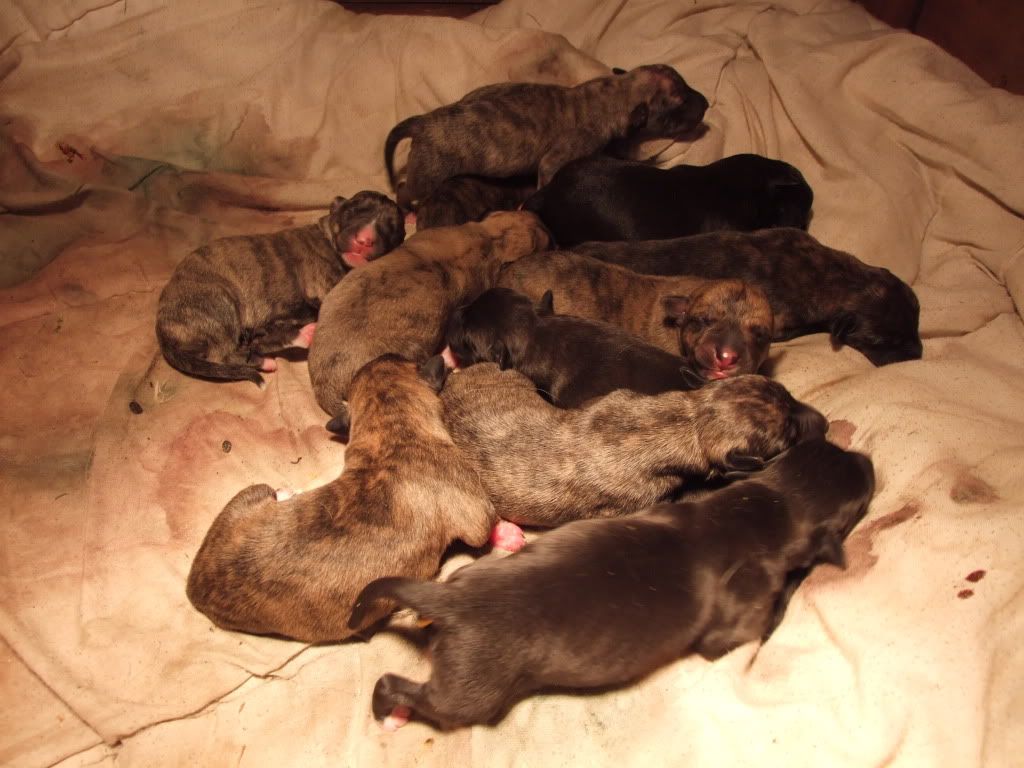 pups24hrs002.jpg