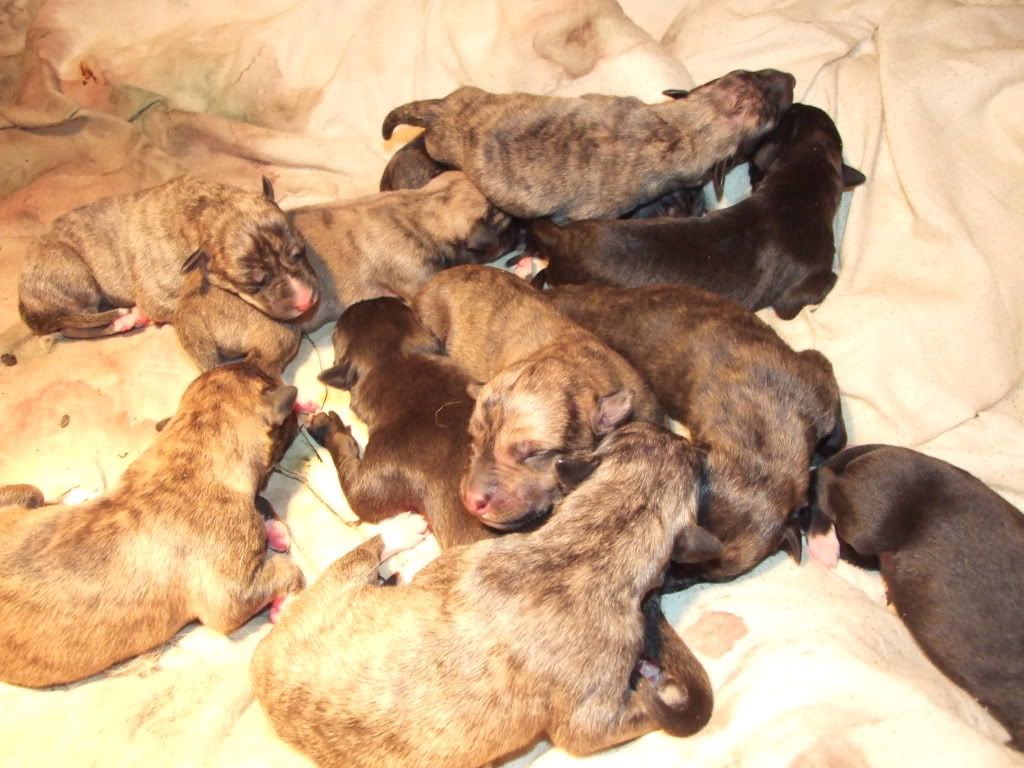 pups24hrs003.jpg