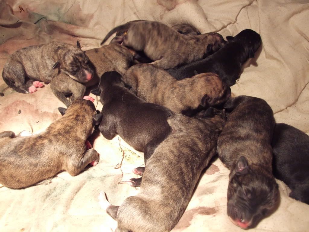 pups24hrs004.jpg