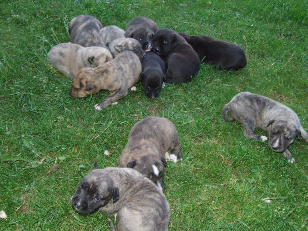 pups2weeks001.jpg