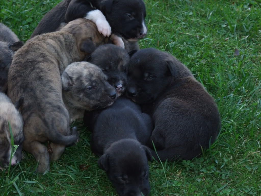 pups2weeks002.jpg