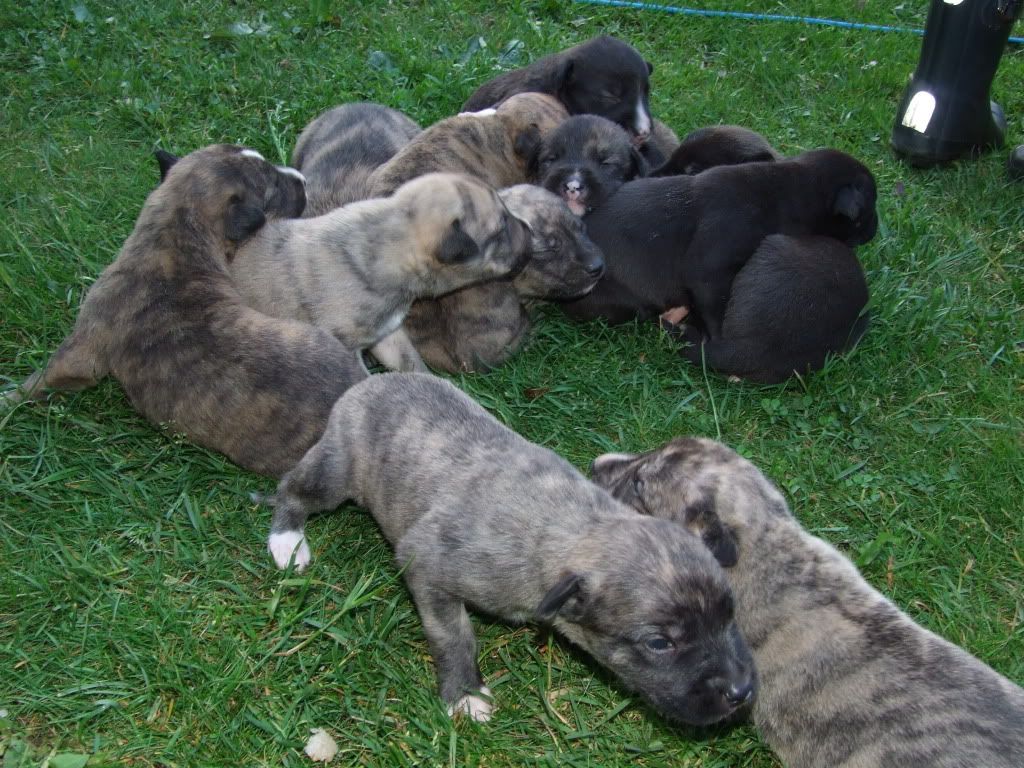 pups2weeks003.jpg