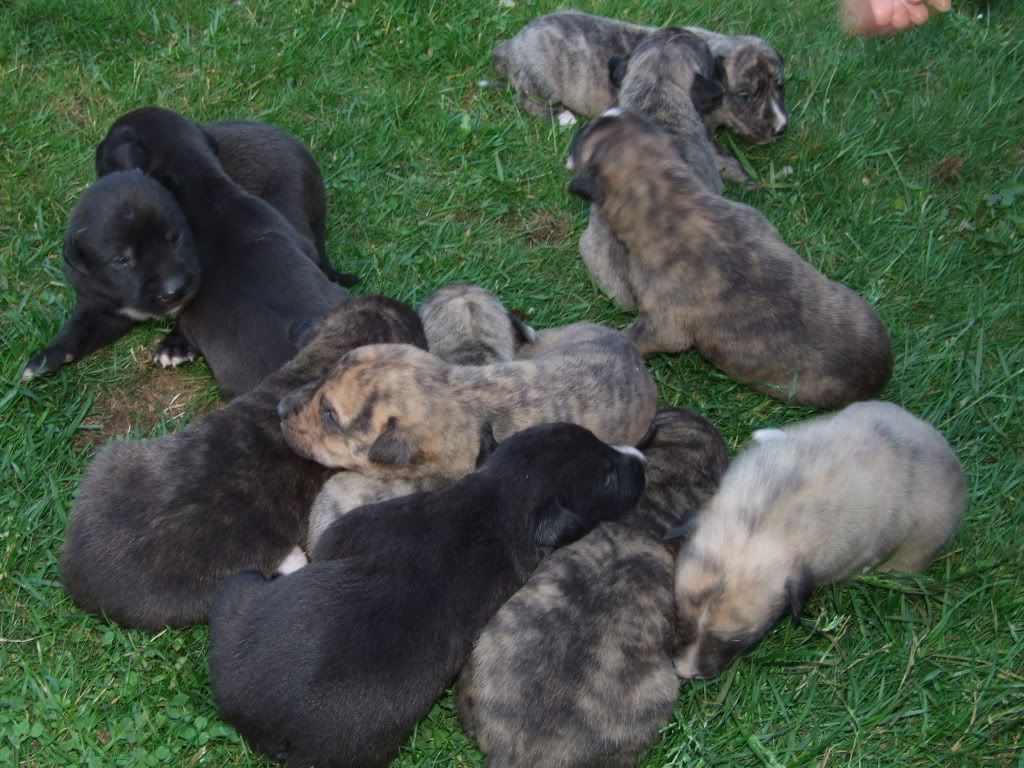 pups2weeks004.jpg