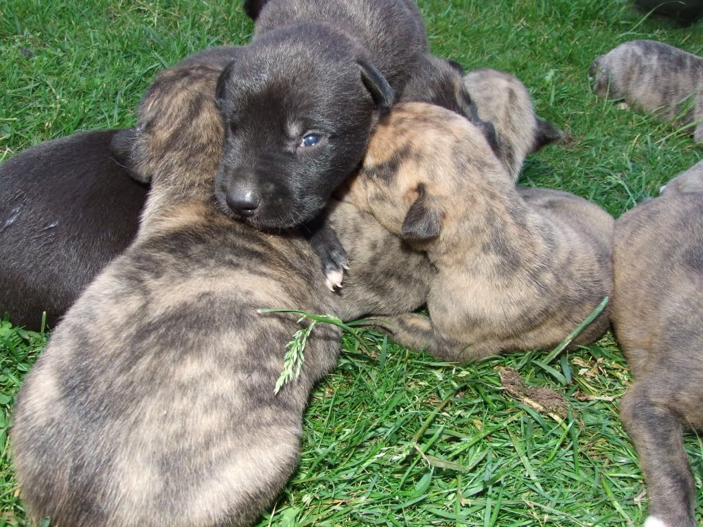 pups2weeks005.jpg