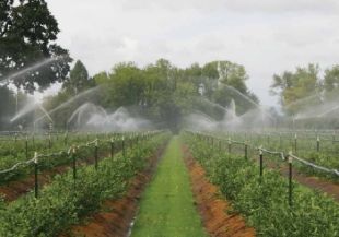 Sự cần thiết của tưới phun mưa cho cây thanh long