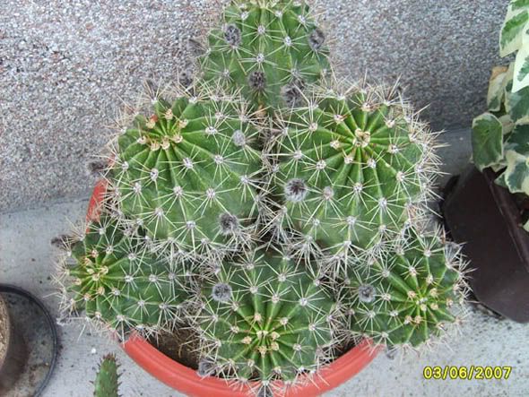 echinopsis213.jpg