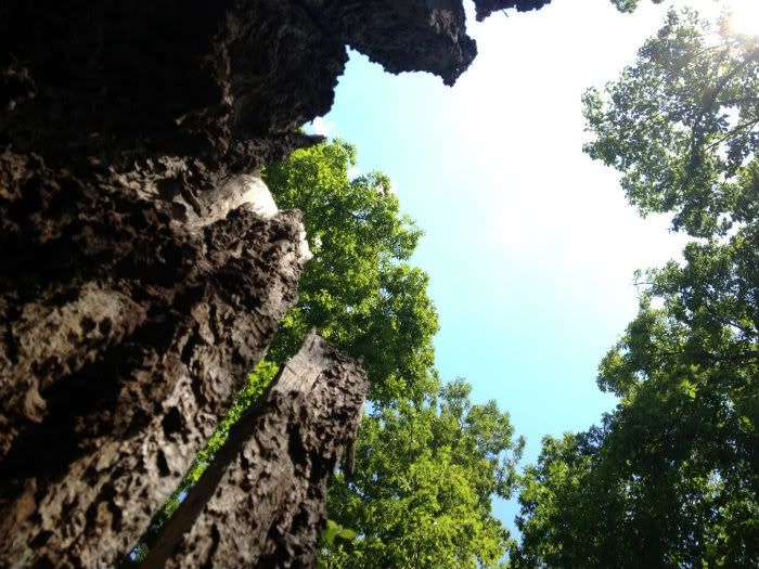 inside a termite tree