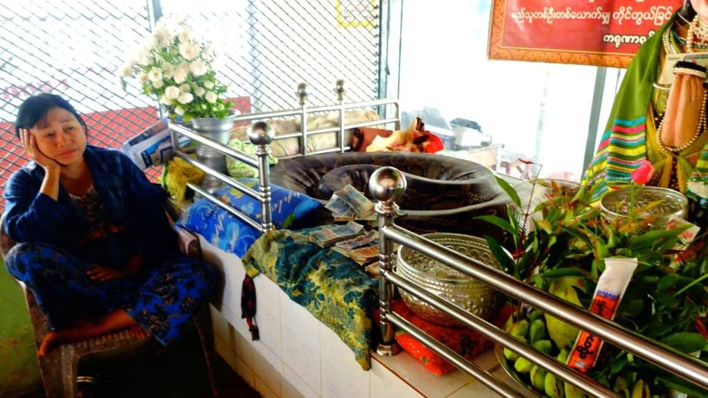 She looks rather bored for someone sitting so close to a huge Burmese python. photo 1891616_10152272001066202_488209123_o.jpg