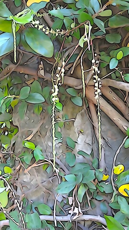 photo 1375060_10151932485641202_338373056_n.jpg