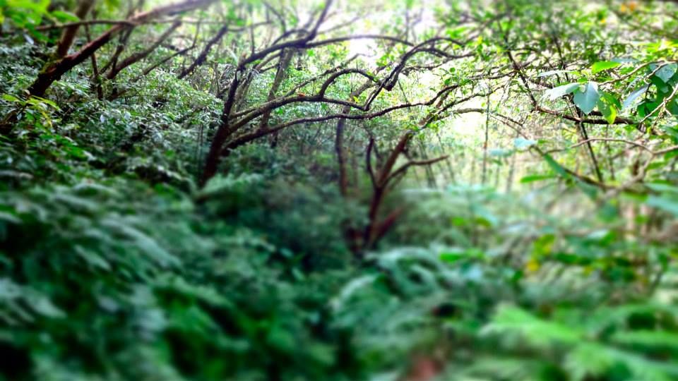photo 1017066_10151712790626202_500493281_n.jpg