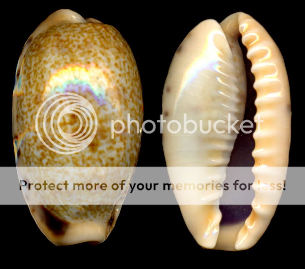 Bestshells Cypraea Caurica Elongata 24.67 mm Gem  