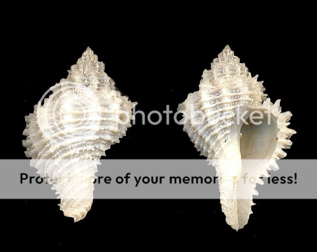 Bestshells Latiaxis Filiaregia 25.94 mm Gem  