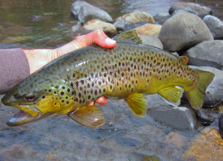 Brown Trout - Rush Creek Photo by wshawkins | Photobucket