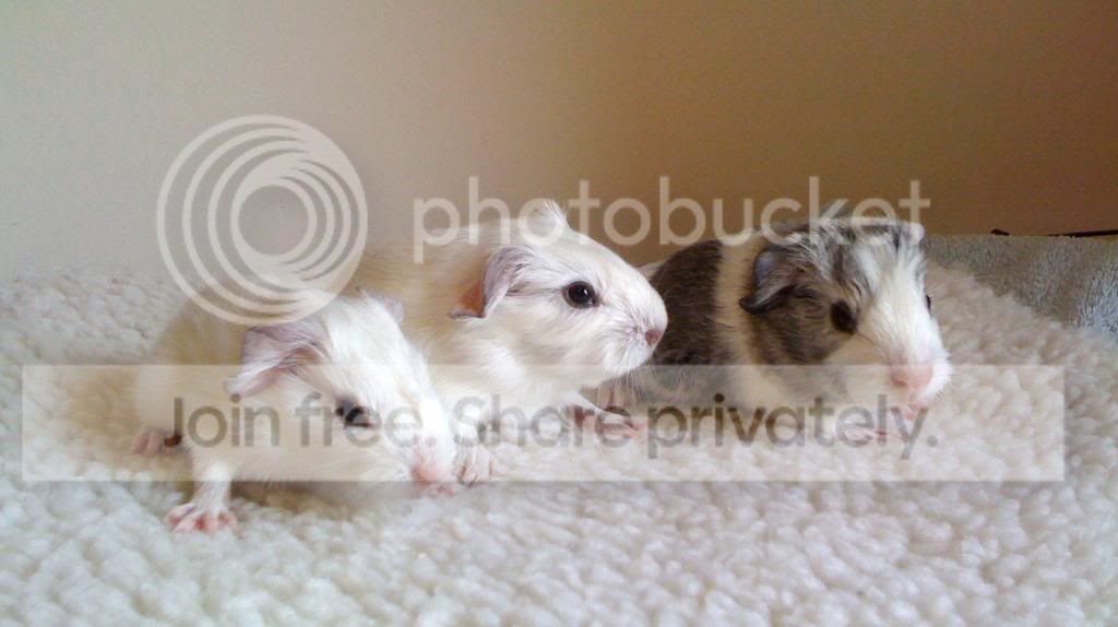 Darcysbabies.jpg