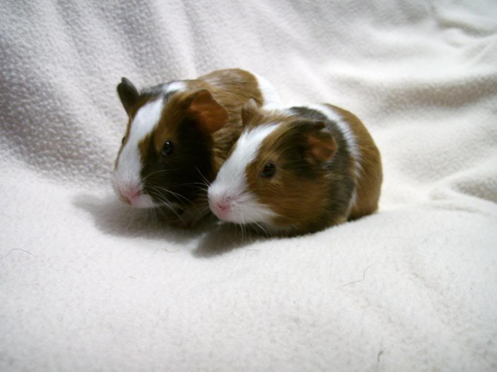 PIC_0011.jpg
