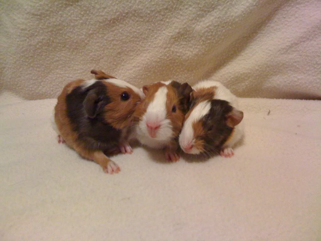 babies.jpg